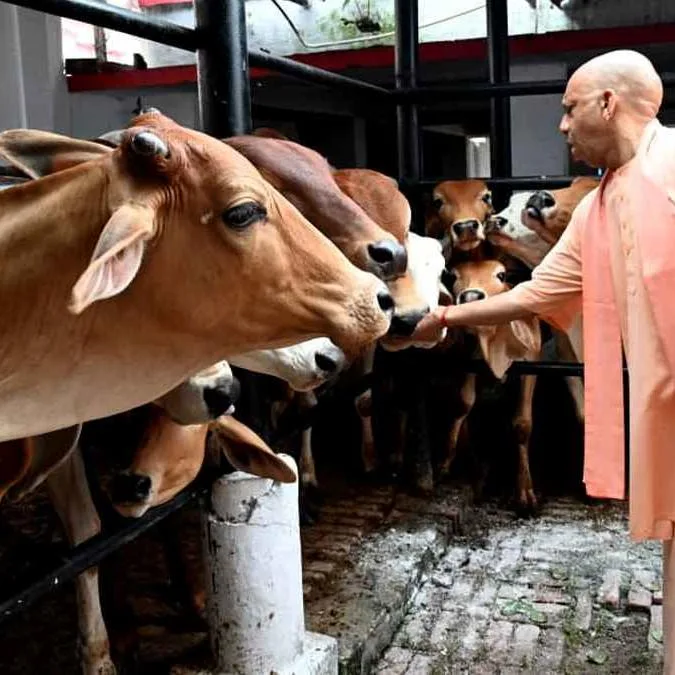 योगी सरकार का बड़ा फैसला, दिवाली पर जलाएं 'एक दीया गोमाता के नाम', 7500 से ज्यादा गो आश्रय केंद्र होंगे रोशन