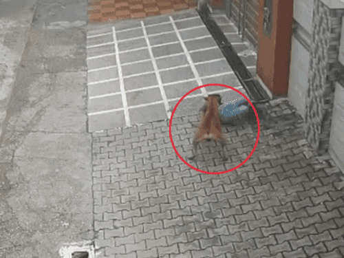 अंबाला में बच्चे पर कुत्ते का हमले का CCTV:गिरते ही चेहरे और हाथ पर काटा, लड़की ने छतरी से बचाया; महिला गोद में उठाकर भागीं