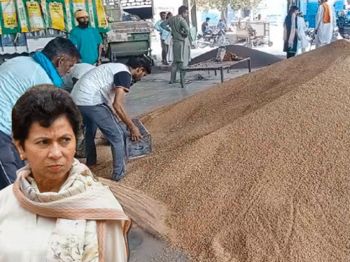 गेहूं MSP में ₹25 बढ़ोतरी पर सैलजा ने उठाए सवाल:बोलीं-खेती की लागत बढ़ी, यह बढ़ोतरी किसानों से मजाक, जमीदारों के साथ अन्याय