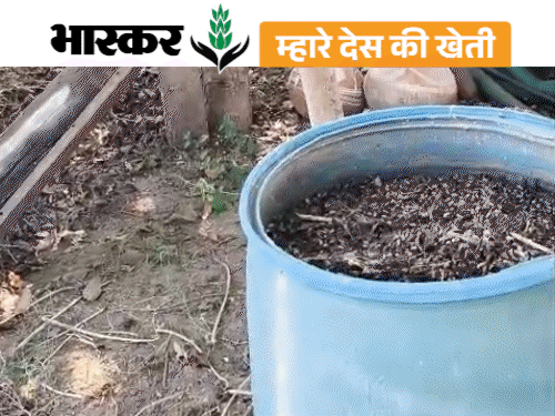 ड्राइवर का खेती में अनोखा प्रयाेग,खाद खरीदने की जरूरत नहीं:बाजरा का उत्पादन बढ़ा, अब अमरूद और गन्ना से भी अच्छी कमाई की उम्मीद