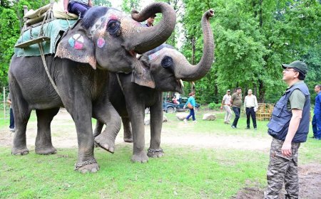 मुख्यमंत्री धामी आज कॉर्बेट नेशनल पार्क रामनगर पहुंचे ,जंगल सफारी का आनंद लिया