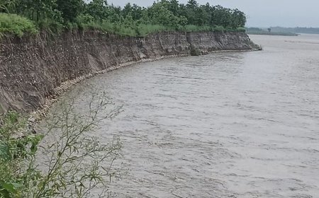 यमुनानगर में यमुना के उफान से मांडेवाला जंगल तबाह:खैर के पेड़ बह गए, कोलीवाला गांव खतरे में; तेज बहाव में फंसे दंपती