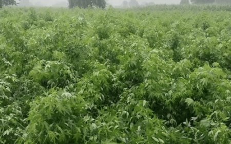 फतेहाबाद में ज्यादा बारिश से कपास को नुकसान:69 हजार हेक्टेयर में है फसल बिजाई; 20 दिन बाद शुरू होगी चुगाई