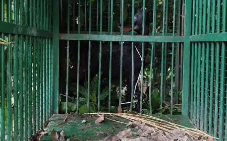 सीतापुर में हमले के बाद बाघ का कोई सुराग नहीं:दुधवा के विशेषज्ञ मचान से करेंगे निगरानी, पिंजरे में बकरी बांधकर पकड़ने की तैयारी