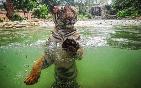 एक सड़क से जुड़ेंगे चार टाइगर रिजर्व! क्या है 5500 करोड़ का Tiger Corridor?