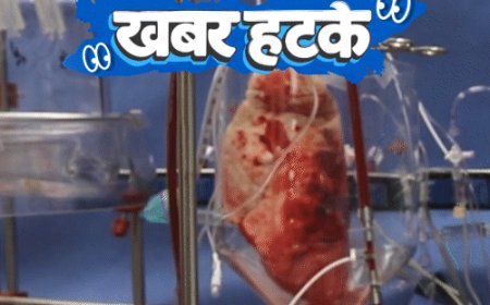 खबर हटके- मधुमक्खियां देंगी AI को ट्रेनिंग:सूअर के फेफड़े से इंसान को मिला जीवन; जानिए ऐसी ही 5 रोचक खबरें