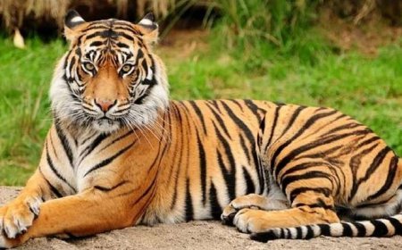 सीतापुर में बाघ के हमले में किसान की मौत, बाघ ने नोच नोचकर मार डाला