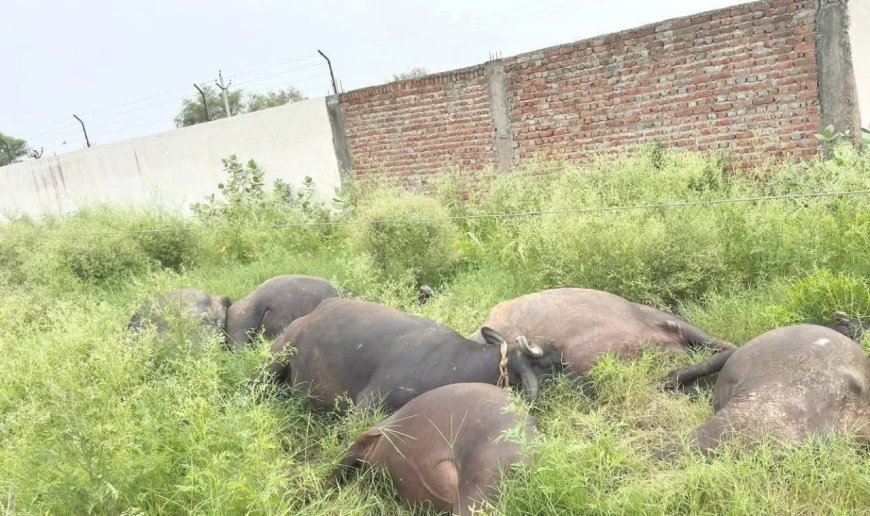 हाईटेंशन तार गिरने से 6 भैंसों की मौत, विद्युत विभाग की लापरवाही उजागर