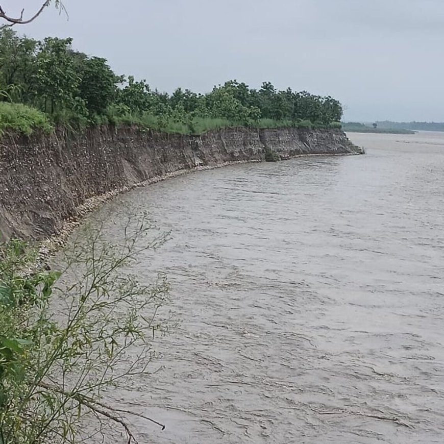 यमुनानगर में यमुना के उफान से मांडेवाला जंगल तबाह:खैर के पेड़ बह गए, कोलीवाला गांव खतरे में; तेज बहाव में फंसे दंपती