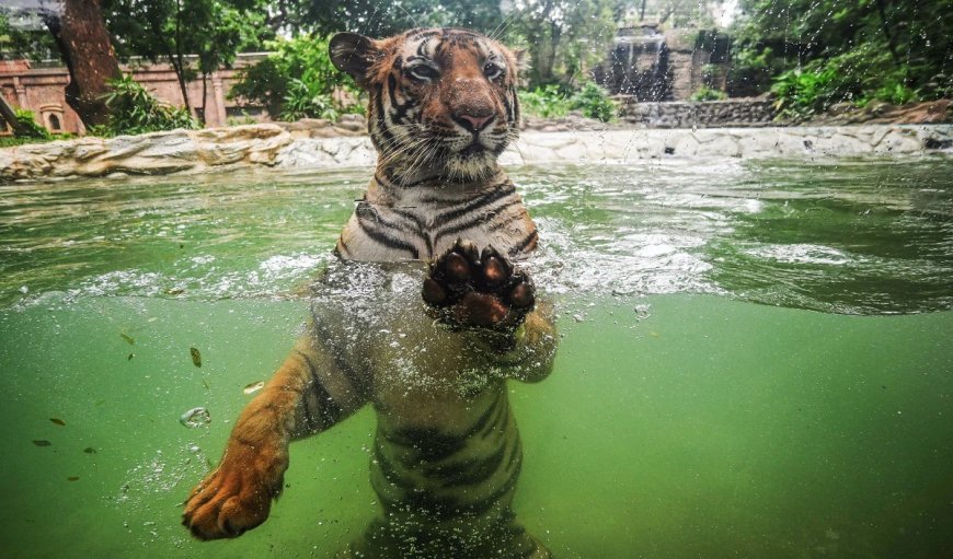 एक सड़क से जुड़ेंगे चार टाइगर रिजर्व! क्या है 5500 करोड़ का Tiger Corridor?