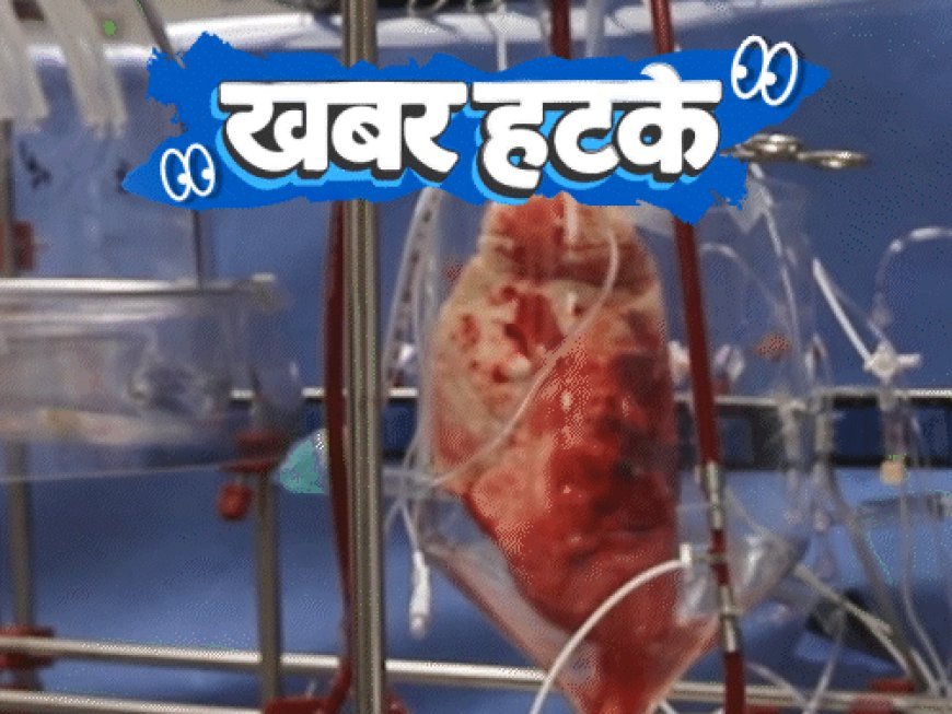 खबर हटके- मधुमक्खियां देंगी AI को ट्रेनिंग:सूअर के फेफड़े से इंसान को मिला जीवन; जानिए ऐसी ही 5 रोचक खबरें