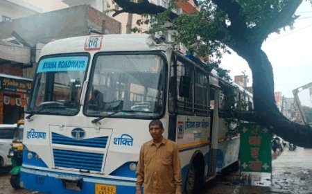 बहादुरगढ़ में रोडवेज बस पर गिरा पेड़:घटना के समय यात्री नहीं थे; पास में खड़ी कार क्षतिग्रस्त हुई, वन कर्मियों ने हटाया