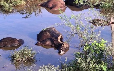 पिंडवाड़ा में गड्ढे में भरे पानी में आया करंट:7 भैंसों की मौत, 3 झुलसीं; जिला प्रशासन और बिजली निगम को दी सूचना
