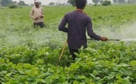 किसान संगठनों ने NFSA से नाम हटाने पर जताई आपत्ति:डिन नंबरधारी कंपनी निदेशकों को नेशनल फूड सिक्योरिटी एक्ट से बाहर करने का विरोध