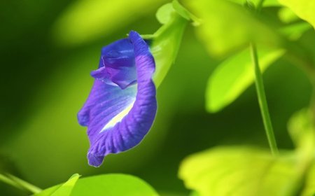 Aparajita Plant Tips: ईशान कोण में लगाएं अपराजिता, करियर में चमकेगी किस्मत, धन से भर जाएगा घर