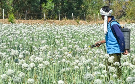 हिमाचल में 2.2 लाख से ज्यादा किसान कर रहे प्राकृतिक खेती