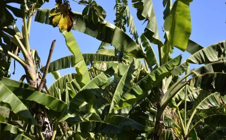 Shardiya Navratri 2025: नवरात्रि में घर पर लगाएं ये पौधे, मां दुर्गा बनाएंगी आपके बिगड़े काम