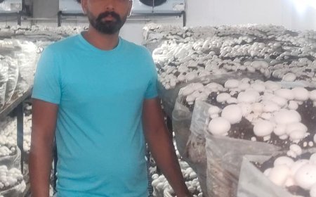 फतेहाबाद के किसान ने मशरूम से कमाए 35 लाख:सरकार से मिली सब्सिडी, दिल्ली और लुधियाना की मंडियों में बेची फसल