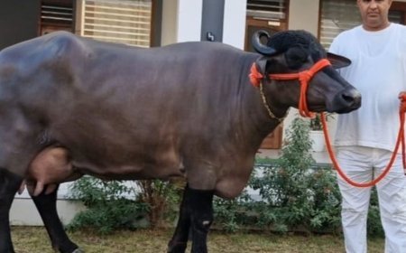 मुर्रा भैंस 'राधा' ने दूध का वर्ल्ड रिकॉर्ड बनाया:हिसार में कैथल की भैंस 'रेशमा' का रिकॉर्ड तोड़ा, PM, मुख्यमंत्री से मिल चुका सम्मान