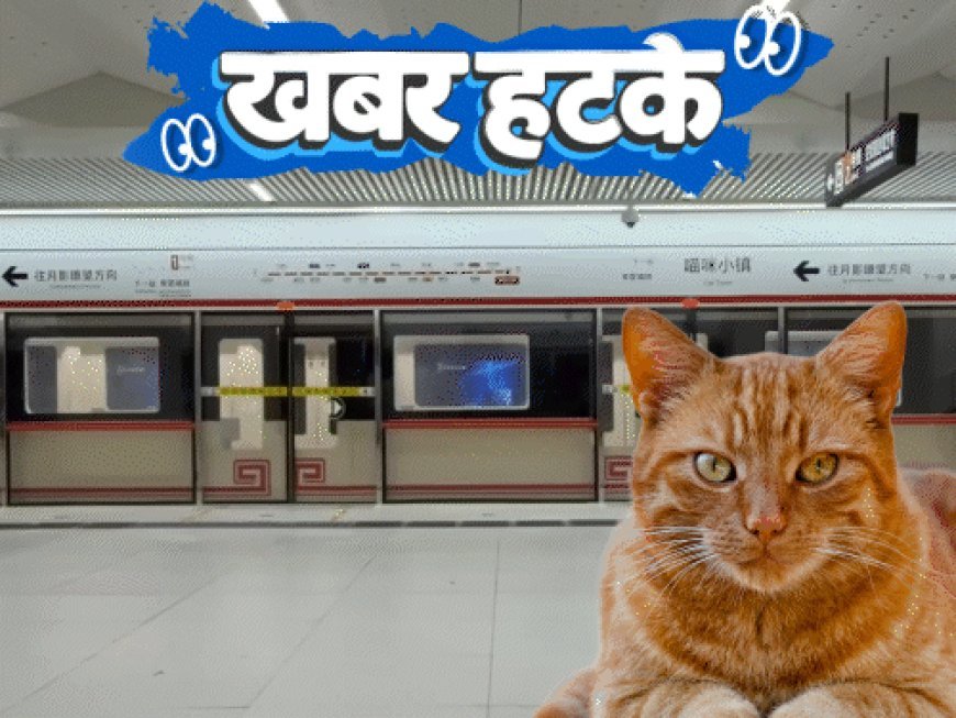 खबर हटके- तलाकशुदा महिलाओं का डिवोर्स कैंप:बिल्लियों के लिए बना मेट्रो स्टेशन और मॉल; ग्राफिक्स में देखिए 5 रोचक खबरें