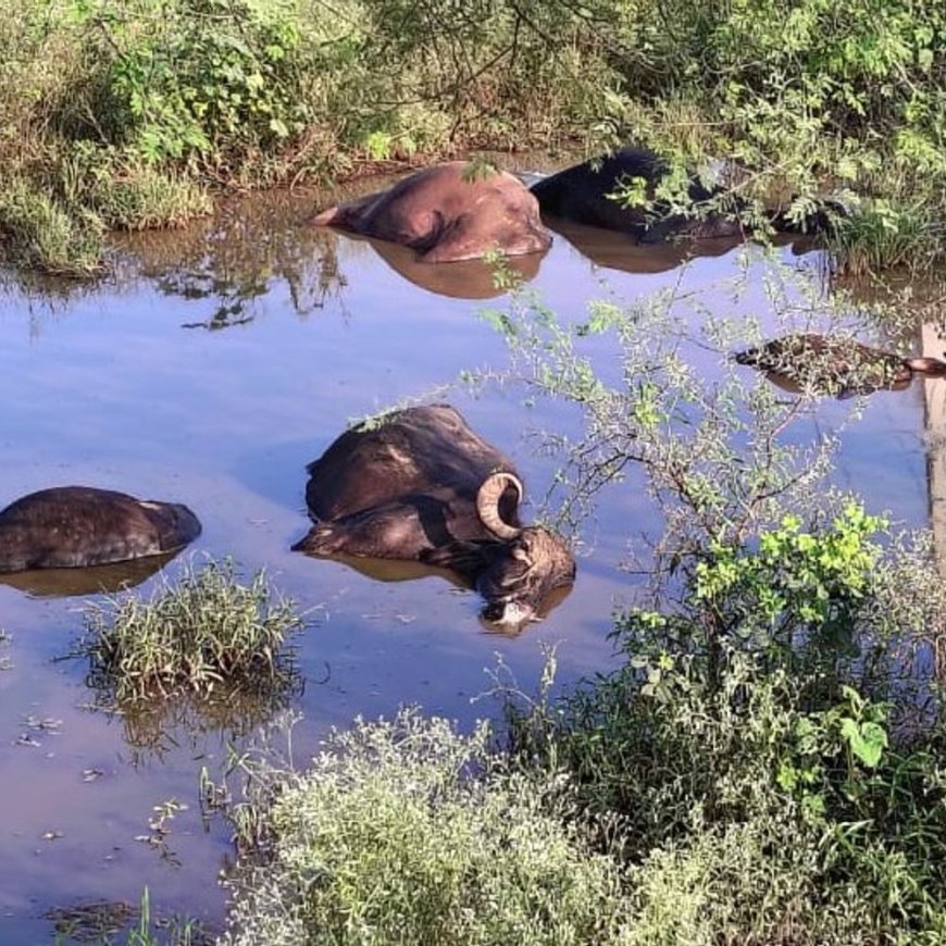 पिंडवाड़ा में गड्ढे में भरे पानी में आया करंट:7 भैंसों की मौत, 3 झुलसीं; जिला प्रशासन और बिजली निगम को दी सूचना