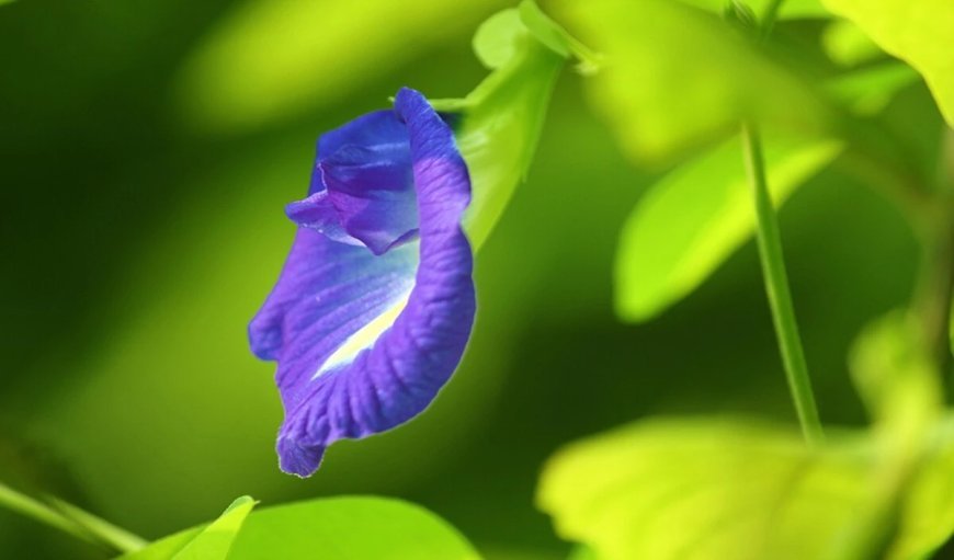 Aparajita Plant Tips: ईशान कोण में लगाएं अपराजिता, करियर में चमकेगी किस्मत, धन से भर जाएगा घर