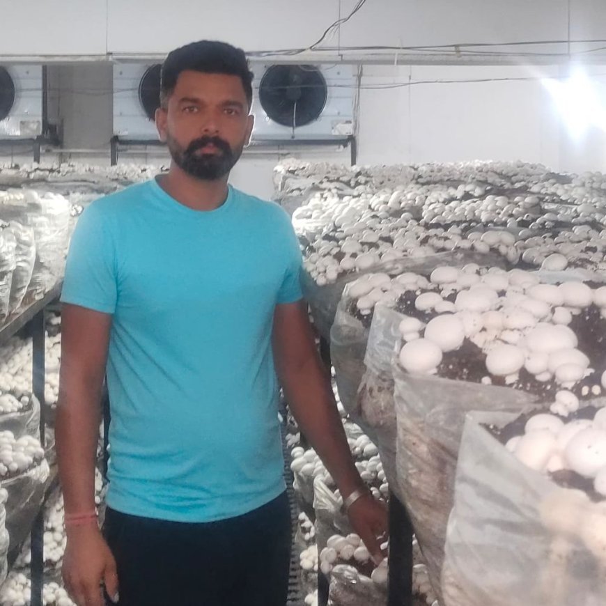 फतेहाबाद के किसान ने मशरूम से कमाए 35 लाख:सरकार से मिली सब्सिडी, दिल्ली और लुधियाना की मंडियों में बेची फसल