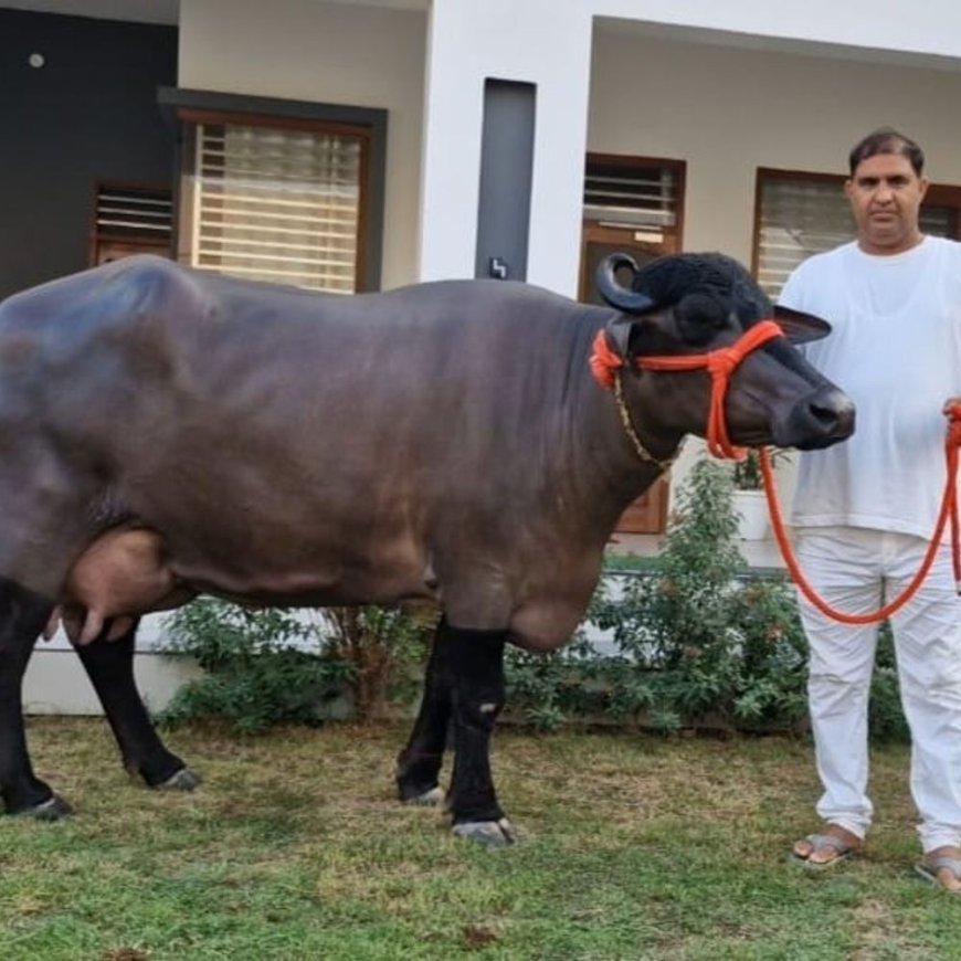 मुर्रा भैंस 'राधा' ने दूध का वर्ल्ड रिकॉर्ड बनाया:हिसार में कैथल की भैंस 'रेशमा' का रिकॉर्ड तोड़ा, PM, मुख्यमंत्री से मिल चुका सम्मान