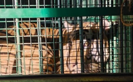 सीतापुर में 25वें दिन पकड़ा गया बाघ:20 सितंबर को पकड़ी गई थी बाघिन, किसान की मौत के बाद लगातार निगरानी