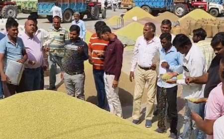 नागौर और मेड़ता मंडी में गिरे मूंग के भाव:बारिश की वजह से दाने हुए काले; जीरा 20 हजार 100 रुपए प्रति क्विंटल में बीका