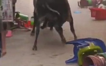 उन्नाव में दो सांडों की भिड़ंत, VIDEO:प्लास्टिक स्टोर में तोड़फोड़, सभासद बोले- पालिका प्रशासन सुनता नहीं