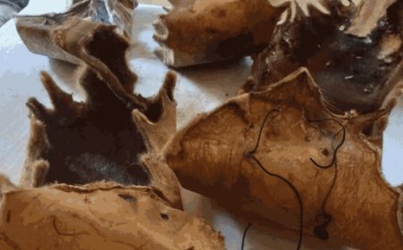 CBI कोर्ट से तेंदुए की खाल रखने वाला भगौड़ा घोषित:पंचकूला से 30 करोड़ के अंग मिले थे; दिल्ली CBI ने मारा था छापा