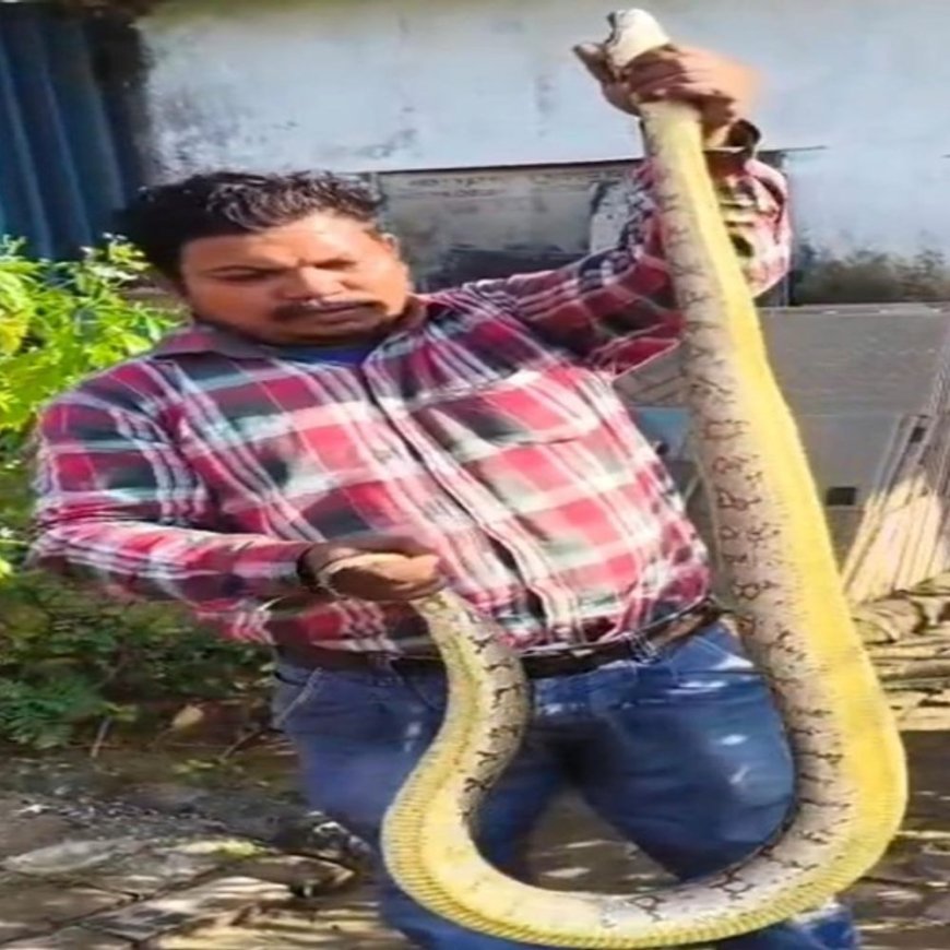 पंचकूला में कर्नल के फॉर्म हाऊस पर निकला अजगर:वाइल्ड लाइफ टीम ने रेसक्यू किया, 7 फीट लंबाई, चरखी दादरी के कर्नल