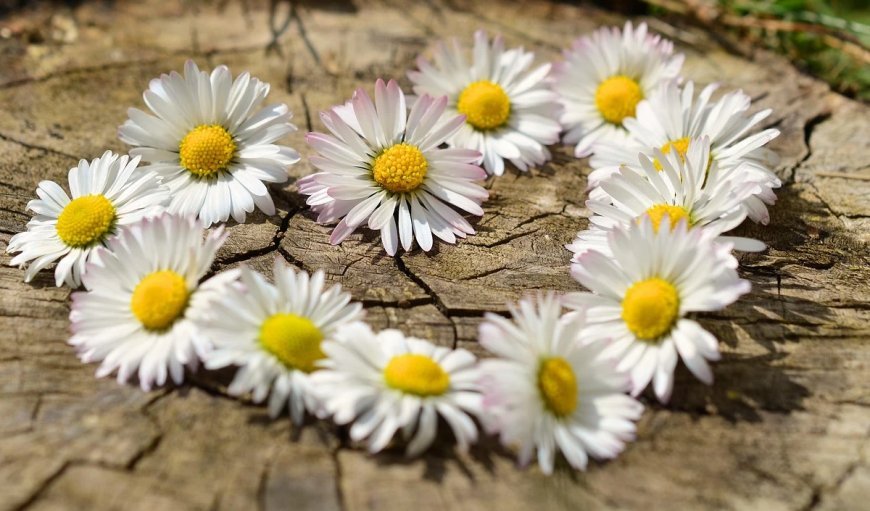 Love Horoscope For 17 October 2025 | आज का प्रेम राशिफल 17 अक्टूबर | प्रेमियों के लिए कैसा रहेगा आज का दिन