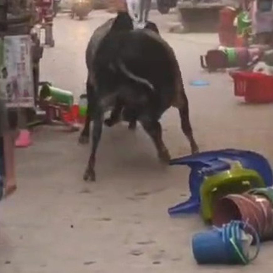 उन्नाव में दो सांडों की भिड़ंत, VIDEO:प्लास्टिक स्टोर में तोड़फोड़, सभासद बोले- पालिका प्रशासन सुनता नहीं