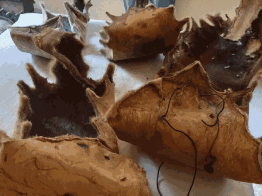 CBI कोर्ट से तेंदुए की खाल रखने वाला भगौड़ा घोषित:पंचकूला से 30 करोड़ के अंग मिले थे; दिल्ली CBI ने मारा था छापा