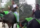 जब भैंस पर बैठकर वोट डालने पहुंचा वोटर, वायरल हुआ वीडियो