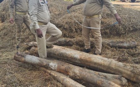 ललितपुर में वन दरोगा निलंबित:अवैध सागौन कटाई मामले में दोषी पाए गए, 4 नवंबर को हुई थी कार्रवाई