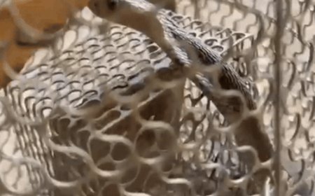 गुरुग्राम में चूहे के पिंजरे में फंसा कोबरा:वन्यजीव प्रेमी ने सुरक्षित रेस्क्यू किया, अरावली के जंगल में छोड़ा