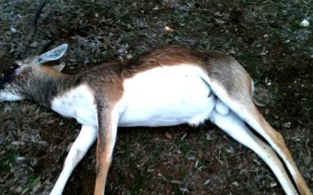 Karnataka : कर्नाटक में 31 काले हिरणों की मौत से मचा हड़कंप