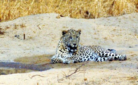 Pune Airport परिसर में एक दिन में दो बार Leopard देखा गया, निगरानी बढ़ाई