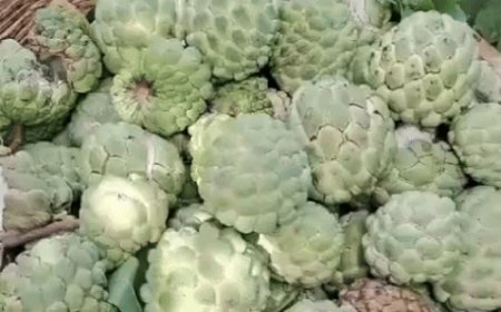 सीताफल एक्सीलेंस सेंटर में मौसम खराब, फिर भी बढ़िया पैदावार:1100 किलो की हुई बिक्री, सरस्वती-7, सुपर गोल्ड की रही डिमांड