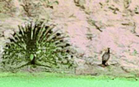 पैंथर के कई मूवमेंट कैद:वन विभाग उत्साहित, वन्यजीव गणना का अंतिम चरण, : मनसा माता, बांसियाल और शाकंभरी कंजर्वेशन एरिया में ट्रैप कैमरा सर्वे