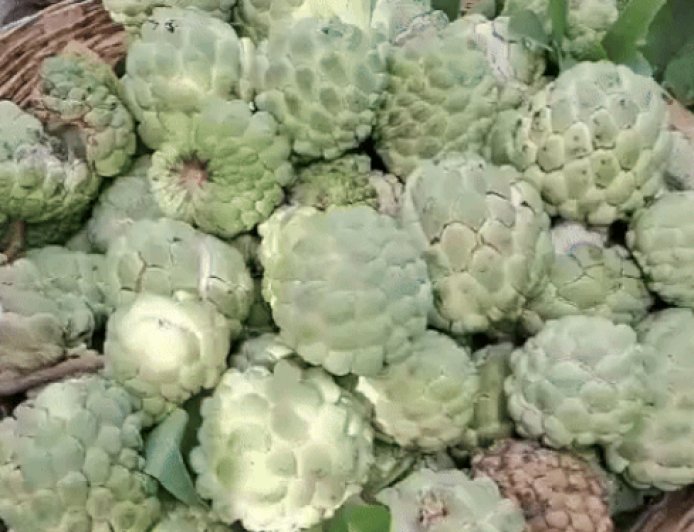 सीताफल एक्सीलेंस सेंटर में मौसम खराब, फिर भी बढ़िया पैदावार:1100 किलो की हुई बिक्री, सरस्वती-7, सुपर गोल्ड की रही डिमांड