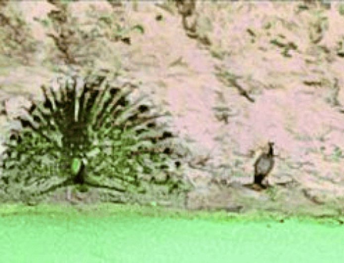 पैंथर के कई मूवमेंट कैद:वन विभाग उत्साहित, वन्यजीव गणना का अंतिम चरण, : मनसा माता, बांसियाल और शाकंभरी कंजर्वेशन एरिया में ट्रैप कैमरा सर्वे