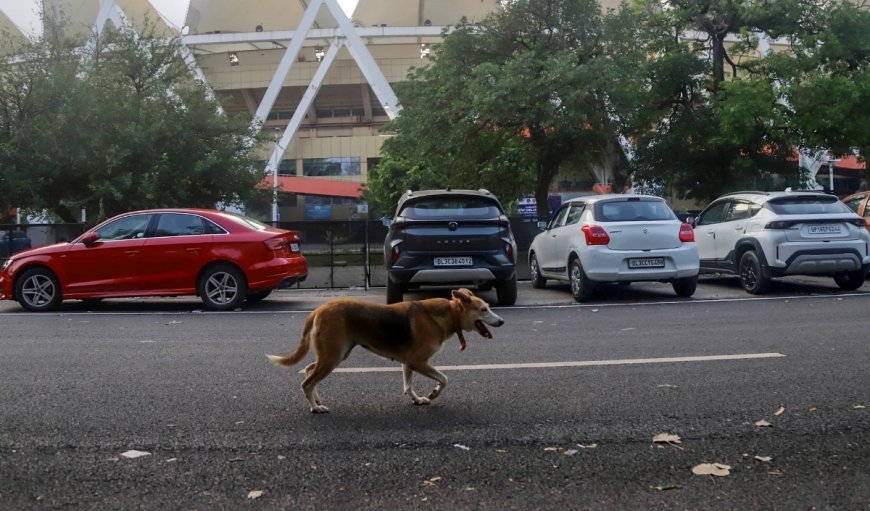 सड़क हादसों पर सुप्रीम कोर्ट सख्त: आवारा मवेशियों को हटाओ, राज्यों को मिला 8 हफ्तों का अल्टीमेटम