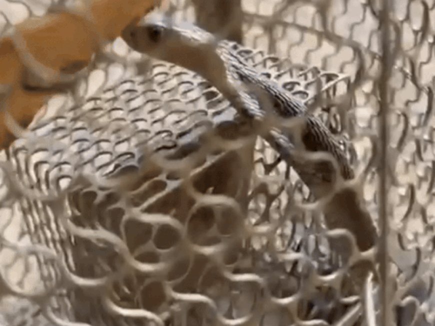 गुरुग्राम में चूहे के पिंजरे में फंसा कोबरा:वन्यजीव प्रेमी ने सुरक्षित रेस्क्यू किया, अरावली के जंगल में छोड़ा