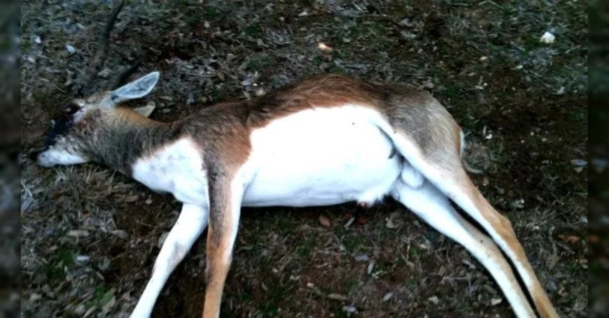 Karnataka : कर्नाटक में 31 काले हिरणों की मौत से मचा हड़कंप