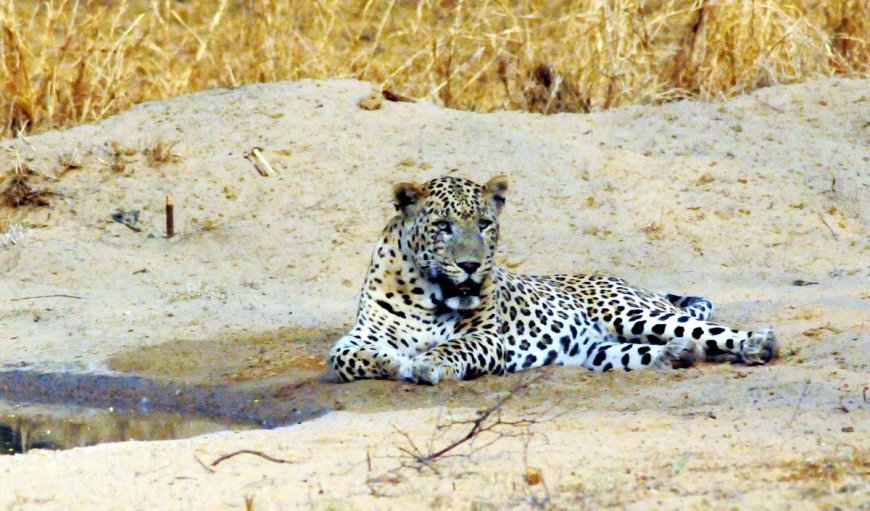 Pune Airport परिसर में एक दिन में दो बार Leopard देखा गया, निगरानी बढ़ाई