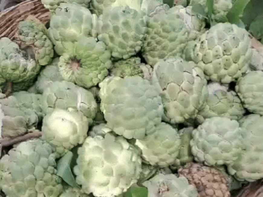 सीताफल एक्सीलेंस सेंटर में मौसम खराब, फिर भी बढ़िया पैदावार:1100 किलो की हुई बिक्री, सरस्वती-7, सुपर गोल्ड की रही डिमांड